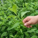 새순농장 이미지