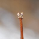 댕강 댕강 이미지