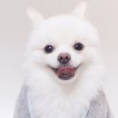 뽀송뽀송펫뷰티 이미지