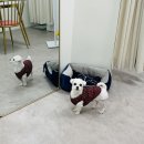 부천준동물병원 이미지