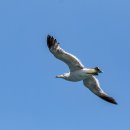 장고도1 이미지