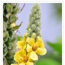 별 정원 이미지