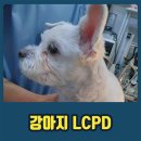 대관령동물병원 - 남양주시 금곡로 44 | 대관령동물병원