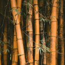 감사나무 이미지