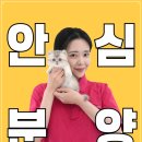 메리그루밍 | 서울고양이분양 만나는 순간