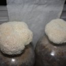 커피버섯을 가정용 자동 버섯재배장치로 키우는 방법 이미지