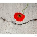 똘레랑스 이미지