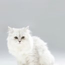 삼마네개냥이 이미지