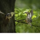 수원-0522 Daum카페