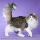 포레스트캣 이미지