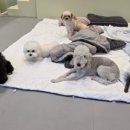 인천애견호텔 사이좋개 송도점 이미지