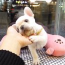 도그라이프 대구강아지분양 이미지