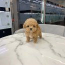 빼로독 강아지분양 의정부본점 이미지