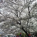 영암 왕인박사 꽃노리~♬