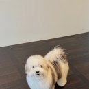 스니프 아틀라스 이미지