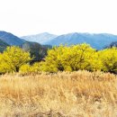 (주)이홍건축 | (2026년 봄나들이) 하동 최참판댁 ~ 구례 산동 산수유마을