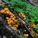 무리우산버섯 [Sheathed woodtuft (Kuehneromyces mutabilis)] 이미지