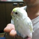 잉꼬사진관 이미지