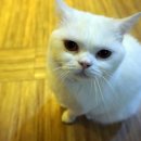 달과고양이 이미지