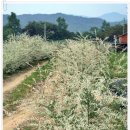 상포농장 이미지