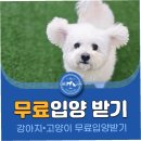 모두의 댕댕이 이미지