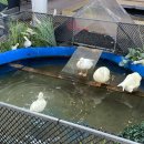 마장호수 주차장 | 파주 갈만한곳 ‘마장호수’ - 주차장, 출렁다리, 서울 근교 드라이브 명소