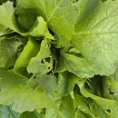 딸부잣집 상회 이미지