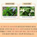 비비비원