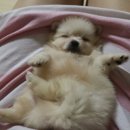 블럭비즈몬 이미지