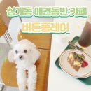 버튼플레이 애견동반 마음이 편안해지는 상계동 감성카페