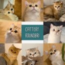 라운드브리(roundbri) 이미지