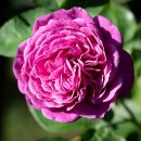 보드게임으로 배우는 영어 이미지