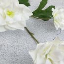 세뇨르킴 이미지