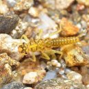 양지로5C 이미지