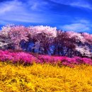 봄 Daum카페