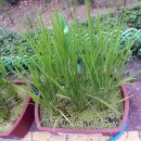 원평초교 이미지