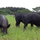 혼밥간편요리 이미지