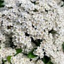 석류공원 인공폭포 이미지