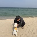 산타비치 | 강릉 애견 동반 숙소 산타비치펜션, 강아지랑 2박 솔직후기