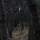 진주 정설 부부 묘 이미지