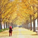 곡교천 은행나무길 이미지