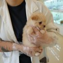 퍼피에몽 강아지분양 시흥본점 | 인천강아지분양 홍스퍼피 방문 후기, 분양보다 ‘과정’이 인상 깊었던 곳