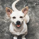 최동물병원 이미지