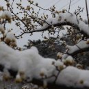 산동-1 Daum카페
