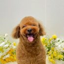 그루밍샵(grooming shop) | 원주 애견미용 잘하는곳 &#39;훈그루밍&#39;