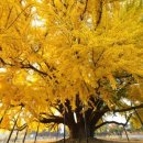 가을시작 원주 반계리 은행나무 이미지