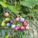 상갈초등학교 이미지