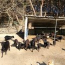 팔공산일번지맛집 이미지