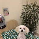 헤이제니 이미지