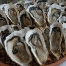 바다굴수산